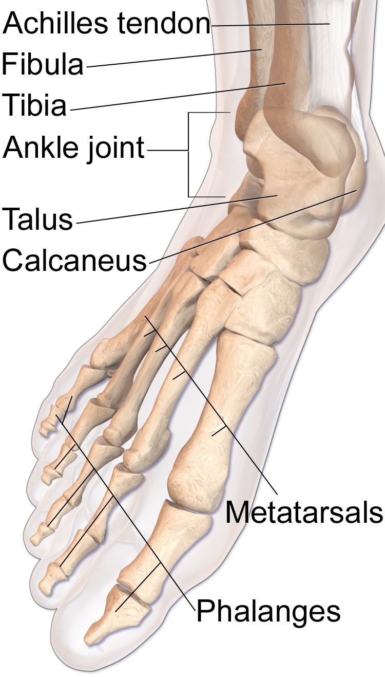 Labeled anatomy of the foot showing tarsal bones (calcaneus, talus, cuneiforms, cuboid, navicular), metatarsals, and phalanges.
