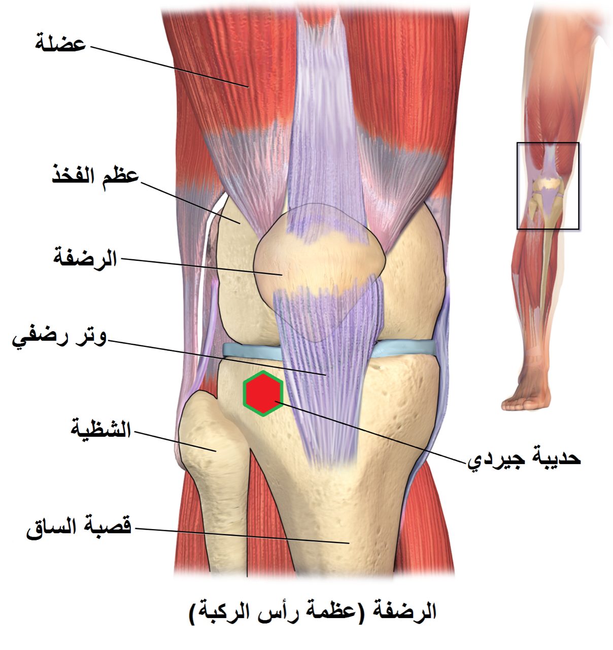 Front view of the knee showing the femur, tibia, patella, cruciate and collateral ligaments, and the medial and lateral menisci.