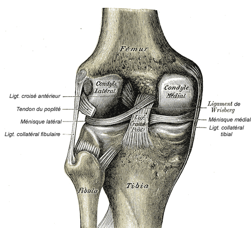Anatomical illustration of knee ligaments including the medial collateral ligament